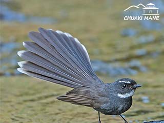 White Throated Fantail Flycatcher