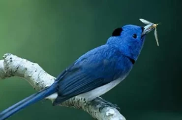 Black Naped Monarch Flycatcher