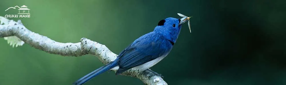 Black Naped Monarch Flycatcher
