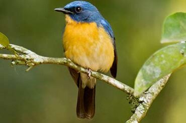 Tickells Nlue Flycatcher