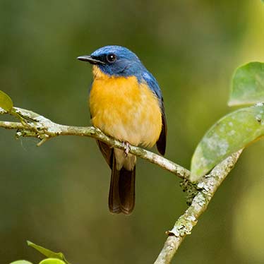 Tickells Nlue Flycatcher