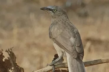 Large Grey Babbler in Chukki Mane