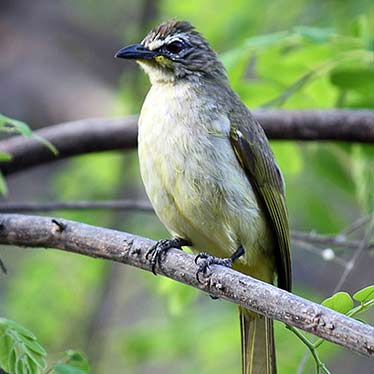 White Browned Bulbul in Chukki Mane