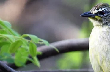 White Browned Bulbul in Chukki Mane