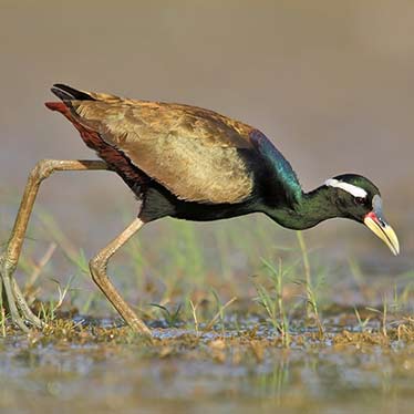 Bronze Winged Jacana