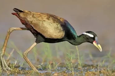 Bronze winged Jacana