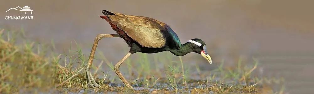 Bronze winged Jacana