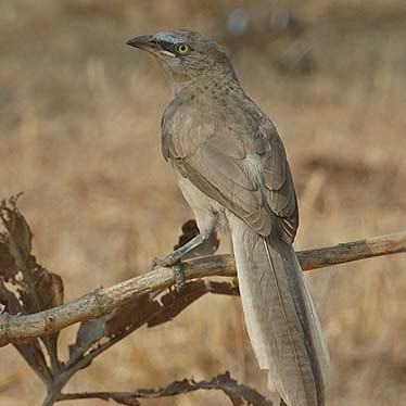 Large Grey Babbler in Chukki Mane