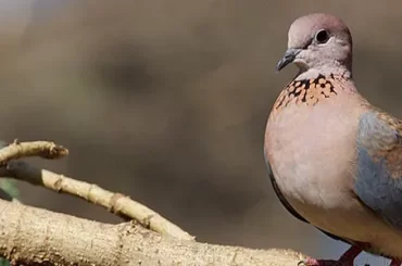 little-brown-dove