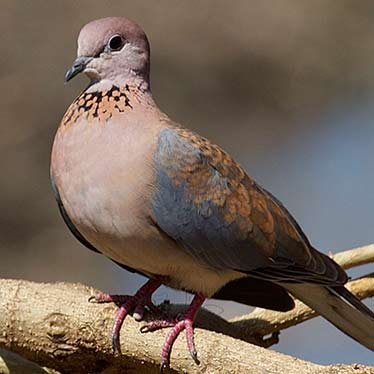 Little Brown Dove in Chukki Mane