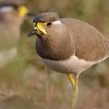 Yellow Wattled Lapwing in Chukki Mane