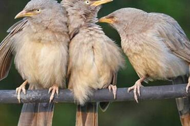 Yellow Billed Babbler in Chukki Mane