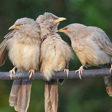 Yellow Billed Babbler in Chukki Mane