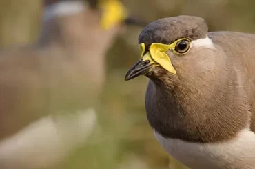 Yellow wattled lapwing