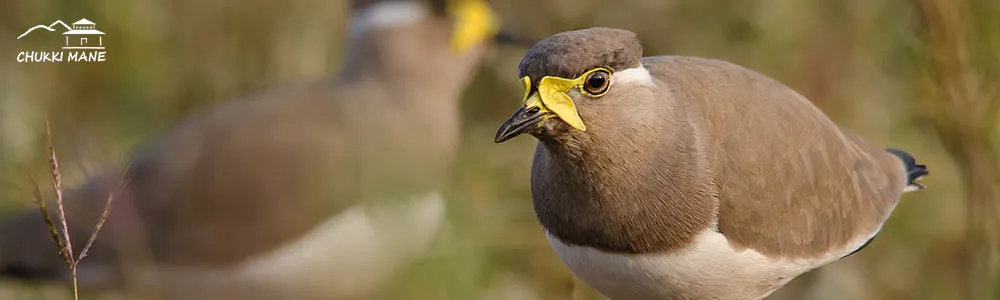 Yellow wattled lapwing