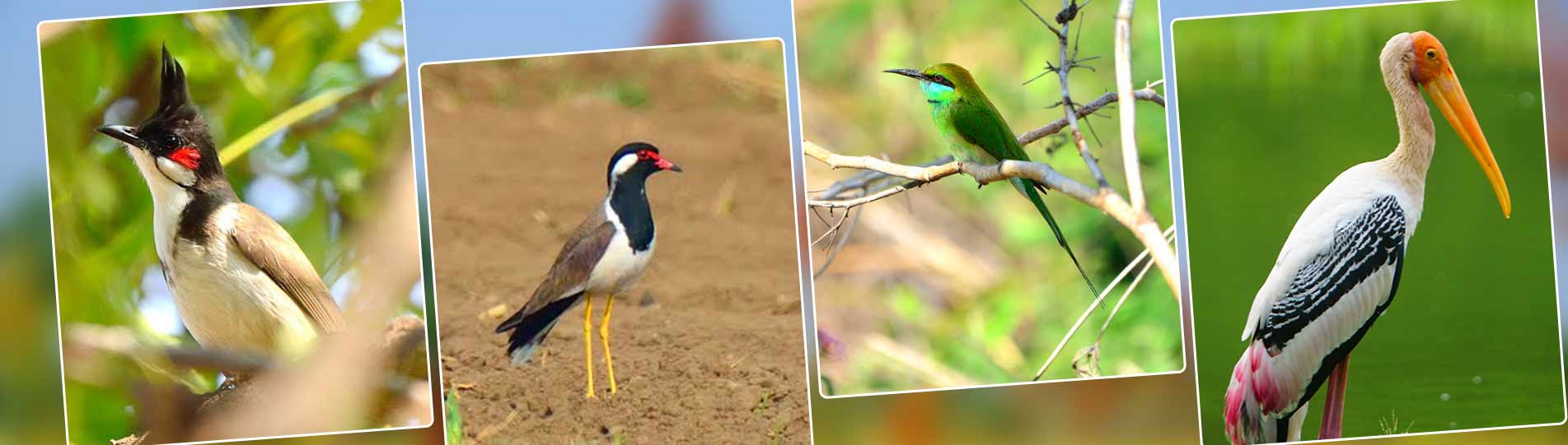 Birds near Bangalore