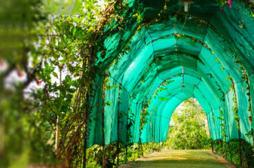Nature Walk