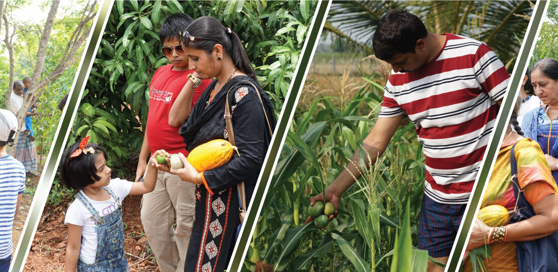 Plant yielding fruits at chukkimane