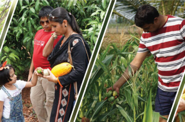 Plant yielding fruits at chukkimane