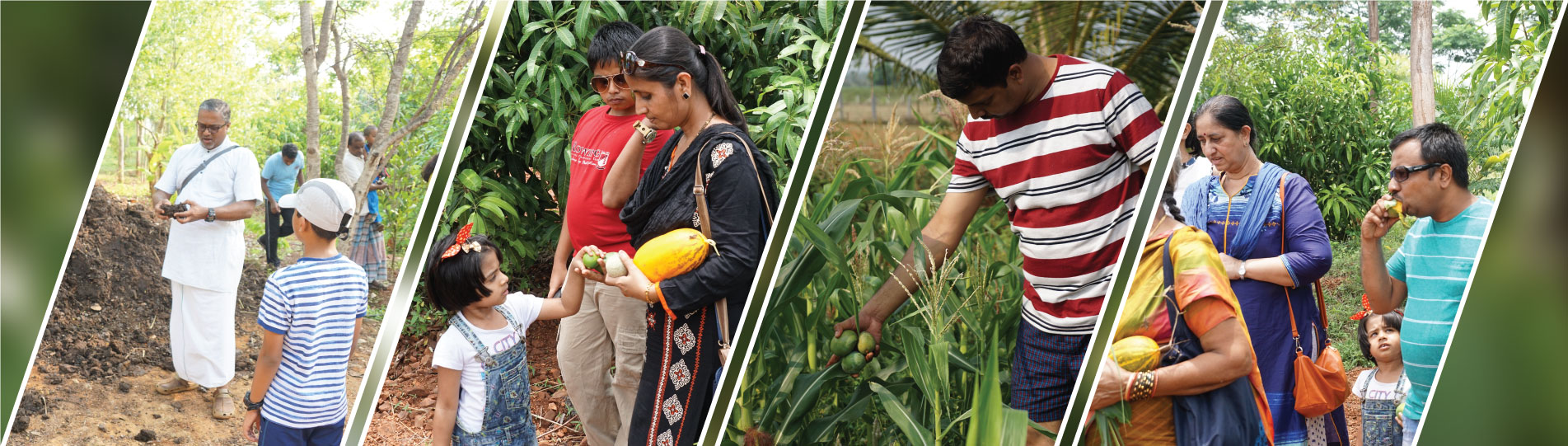 Plant yielding fruits at chukkimane