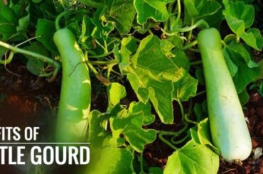 Bottle Gourd