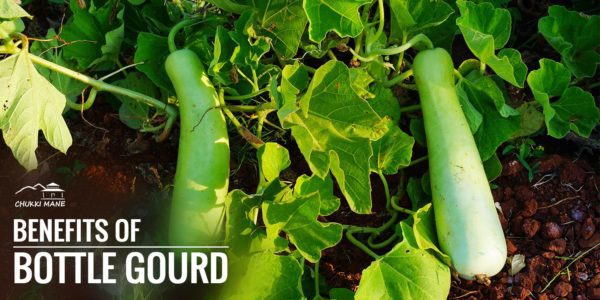 Bottle Gourd