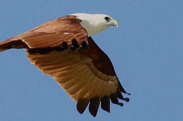 Bird watching near bangalore, bird sanctury, spot birds, benefits of bird watching