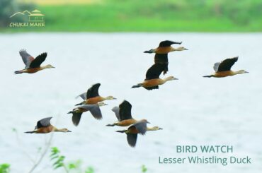 Lesser Whistling Duck nearby Bangalore
