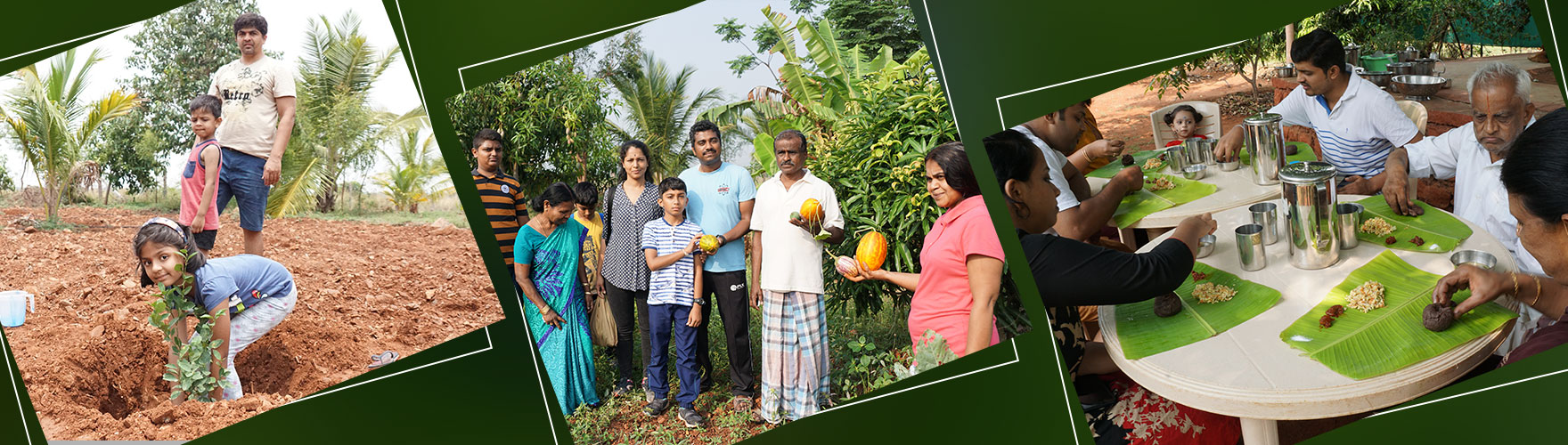 Organic Farm Stay Organic Farm Stay