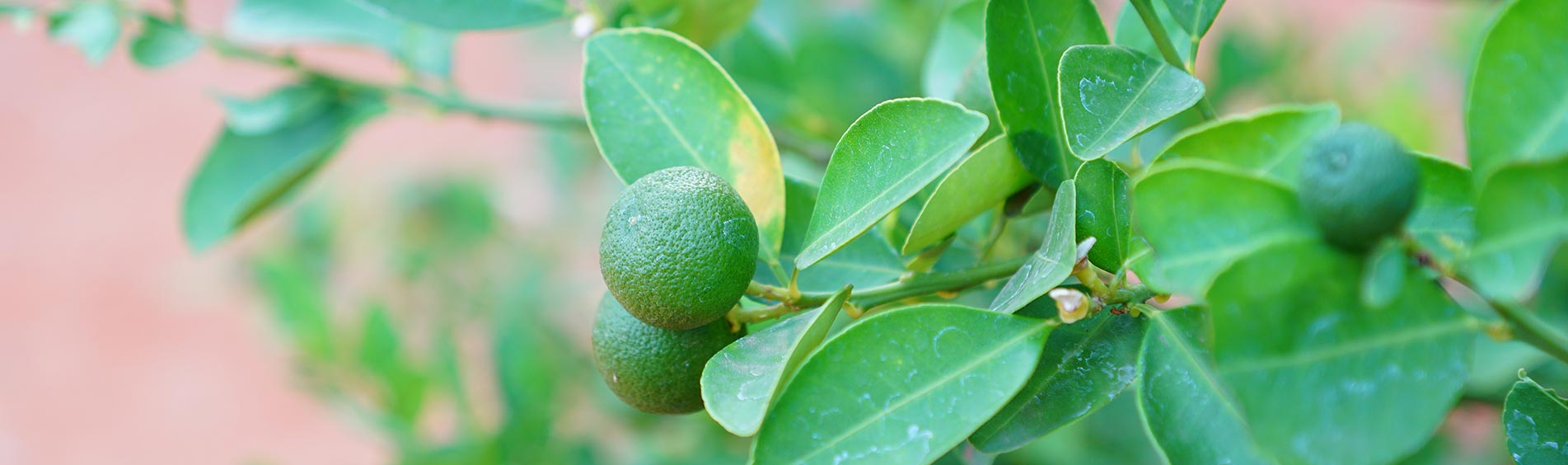 Organic Farms near Bangalore for Farm Visits Organic Farms near Bangalore for Farm Visits