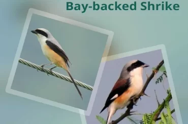 bay-backed-shrike-at-chukki-mane