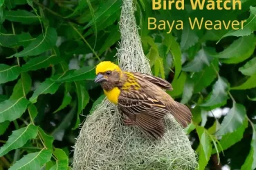 bird-watch-at-chukki-mane-baya-weaver
