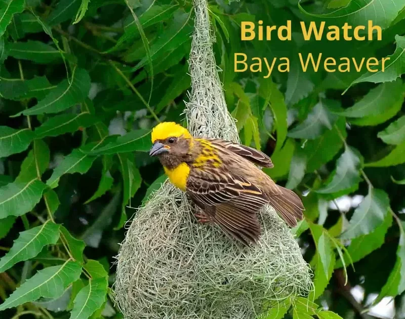 bird-watch-at-chukki-mane-baya-weaver