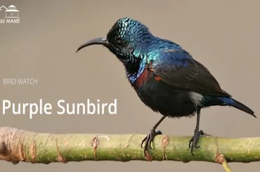 Purple-Rumped Sunbird