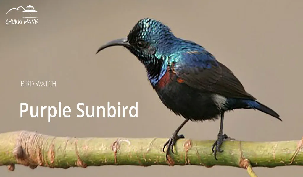 Purple-Rumped Sunbird