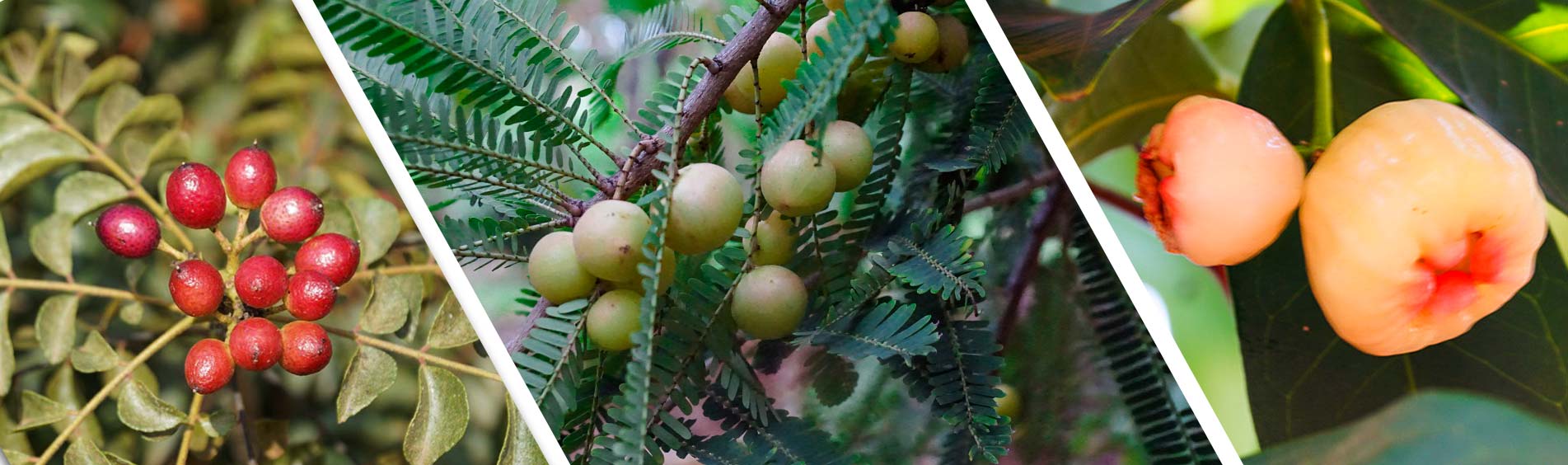 Organic Farms near Chukkimane in Bangalore