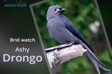 Bird Watch at Chukki Mane : Ashy drongo