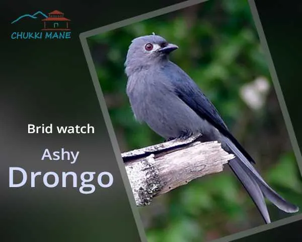 Bird Watch at Chukki Mane : Ashy drongo