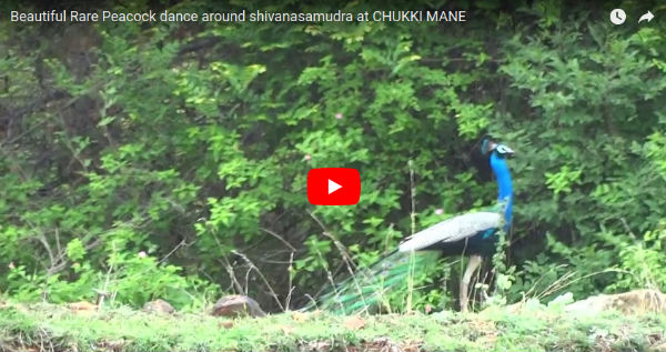 Beautiful Rare Peacock Dance around Shivanasamudra at Chukkimane