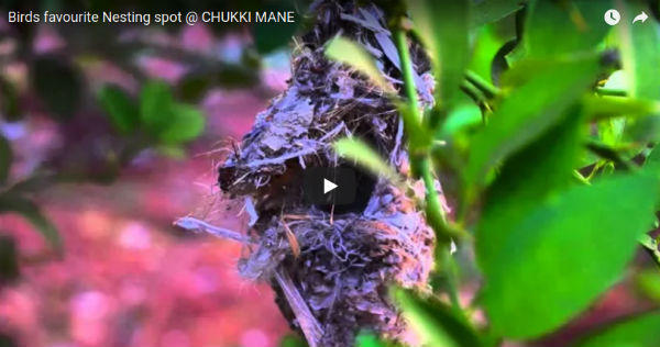 Birds Favourite Nesting Spot at Chukki Mane