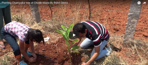Planting Champaka tree at Chukkimane by Rohit Girota