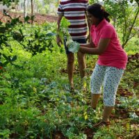 Resort Farm Lands For Permaculture