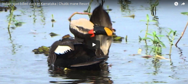 Spot Billed Duck at Chukkimane