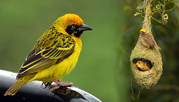 Baya Weaver nearby Bangalore