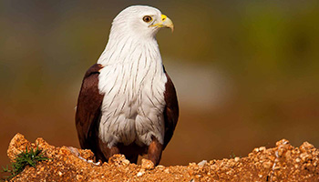 Brahmini Kite at Chukkimane