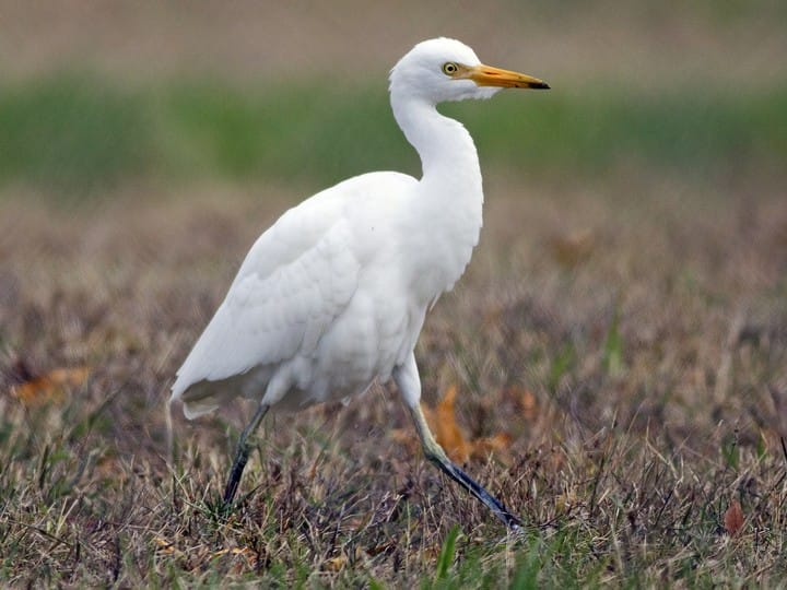 Cattle Egret nearby Bangalore