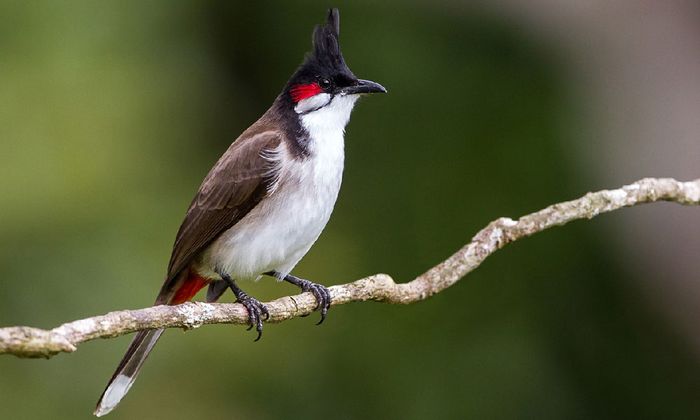 The Red-whiskered Bulbul 
