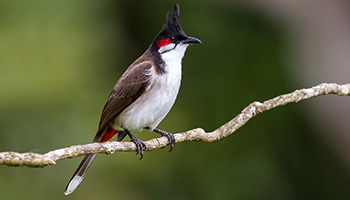 Red Whiskered Bulbul in Chukkimane