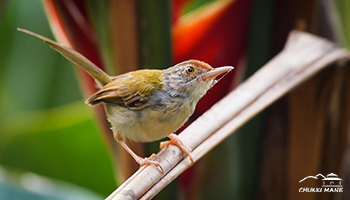 Tailor bird nearby bangalore