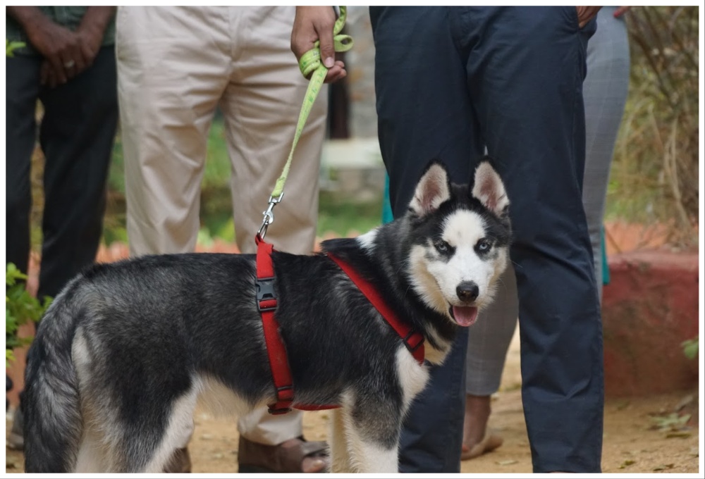 pet friendly Place near Bangalore